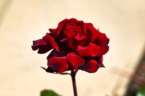 ดอกก หลาบท สวยงามก บกล แดง — ภาพถ่ายสต็อก