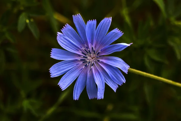 Härlig Blomma Med Lila Kronblad — Stockfoto