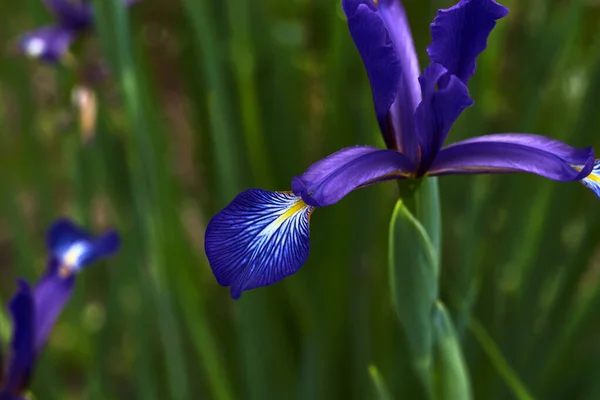 Iris Con Petalo Lilla Giallo Bianco — Foto Stock
