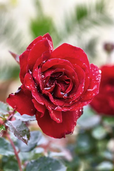 Rode Roos Met Regendruppels Bloemblaadjes — Stockfoto