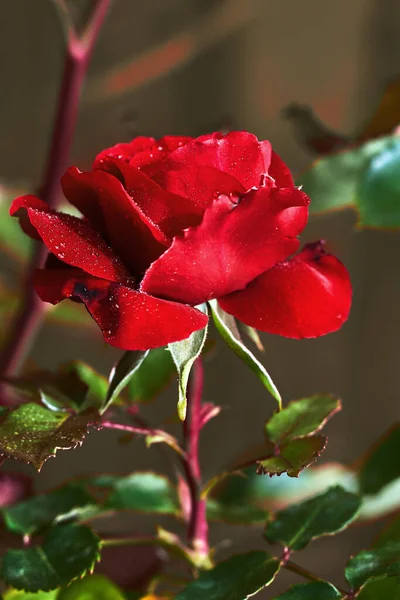 Hermosa Rosa Con Pétalos Rojos — Foto de Stock