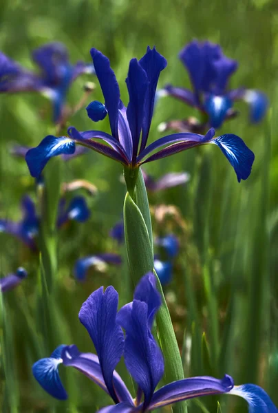 Lys Bleu Dans Champ Herbe — Photo