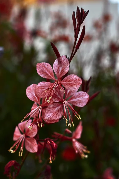 赤い花弁を持つ美しい花 — ストック写真
