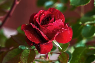 Kırmızı yapraklı ve çiğ taneli güzel bir gül.