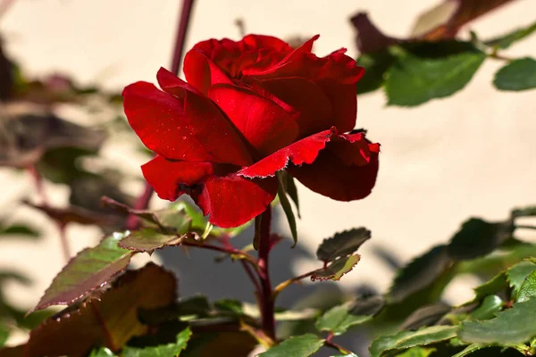 Linda Rosa Com Pétalas Vermelhas — Fotografia de Stock