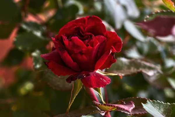 Schöne Rose Mit Roten Blütenblättern — Stockfoto