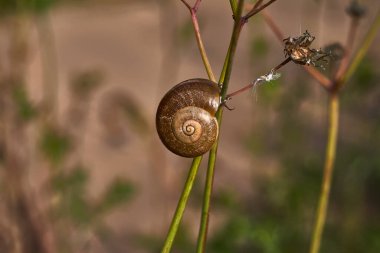 Bitkinin sapında salyangoz