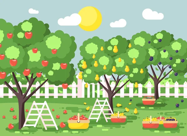Vetor ilustração desenho animado colheita fruta madura outono pomar jardim com escadarias ameixas, peras, maçãs árvores, colocar a colheita em cestas completas, paisagem verde cena ao ar livre fundo plano estilo —  Vetores de Stock