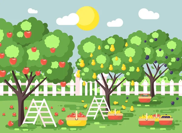 Ilustrasi vektor kartun panen buah matang kebun kebun kebun musim gugur dengan plum stepladders, pir, pohon apel, menanam tanaman dalam keranjang penuh, pemandangan hijau latar belakang luar datar gaya - Stok Vektor