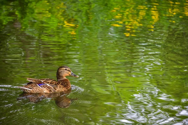 brown duck swims in the lake, view of a duck