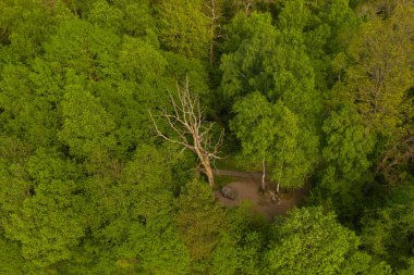 Yaz ormanı boyunca turistik yolların drone görüntüsü