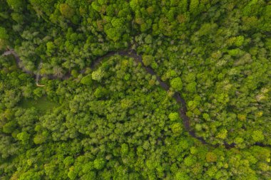 Yukarıdaki yaz ormanının küçük baharı ile drone görüntüsü