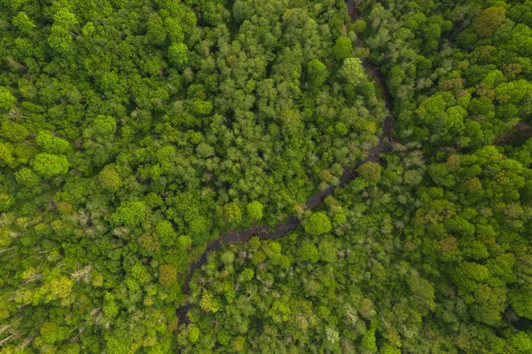 Yukarıdaki yaz ormanının küçük baharı ile drone görüntüsü