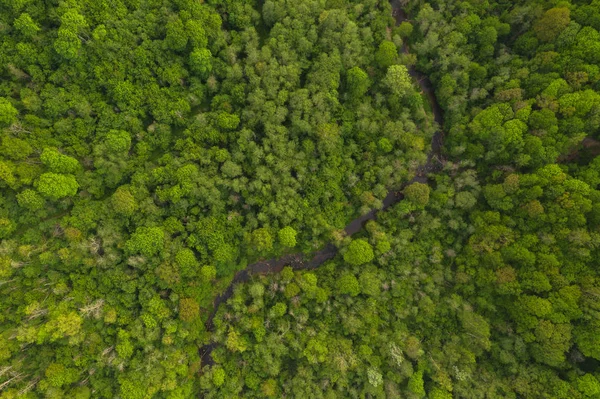Vue par drone de la forêt d'été d'en haut avec petit printemps Image En Vente