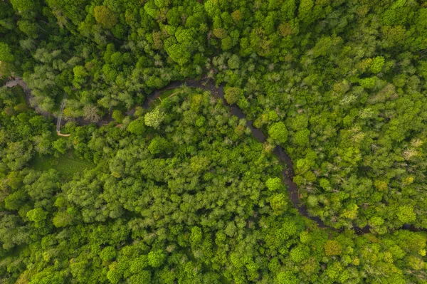 Вид на літній ліс зверху з невеликим джерелом Стокове Зображення