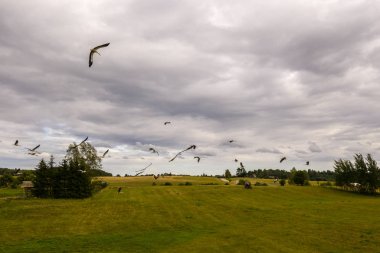 Çayırların ve uçan leyleklerin drone görüntüsü