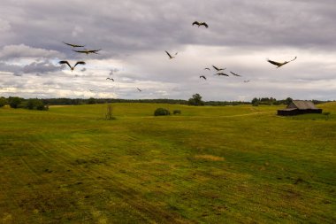 Çayırların ve uçan leyleklerin drone görüntüsü