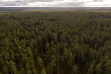 Bir orman boyunca düz toprak yolun drone görüntüsü.