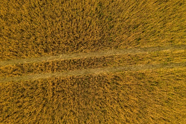 Pohled Shora Zemědělské Obilné Pole Stopy Pneumatik Během Slunečného Dne — Stock fotografie