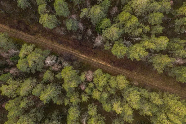 Drone view of dirt road through a forest.