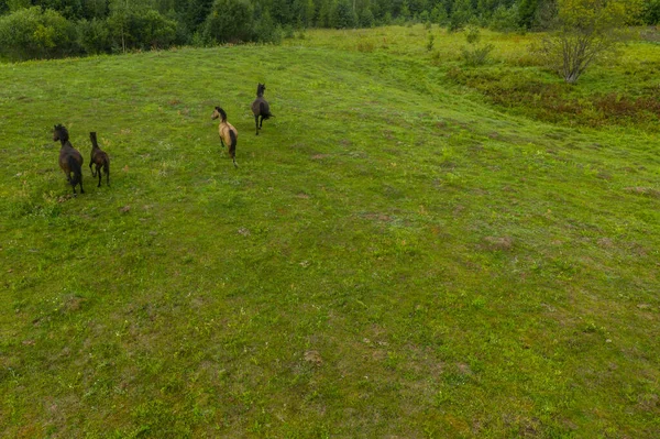 Point Vue Drone Chevaux Courant Dans Prairie Pendant Journée Nuageuse Image En Vente