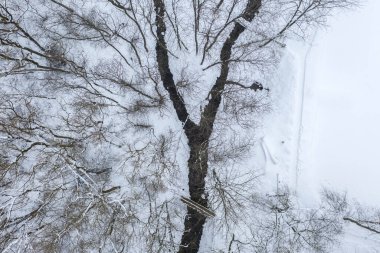 Y şeklinde nehir kavşağı olan kış ormanı manzarası..
