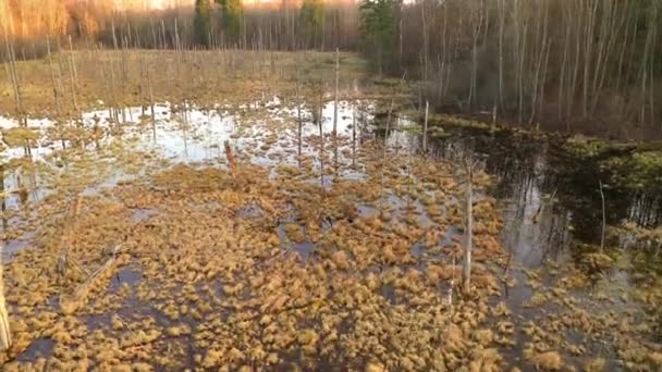 Drohnenaufnahmen Vom Moor Während Des Sommerlichen Sonnenuntergangs — Stockvideo