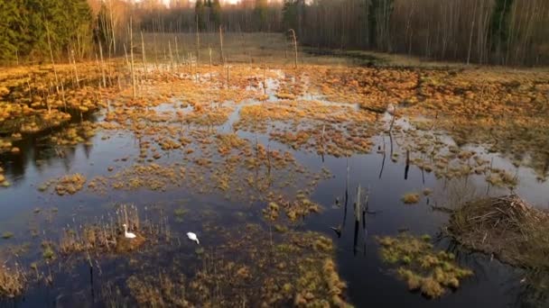 Aereo Drone Colpo Palude Durante Tramonto Estivo — Video Stock