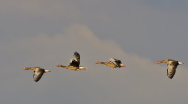 A swarm Greylag geese i clipart