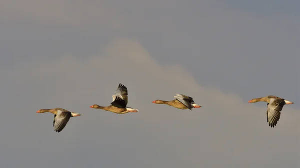 A swarm Greylag geese i — Stock Photo, Image