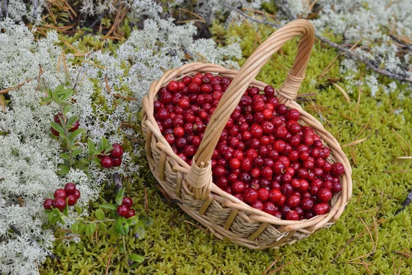 Lingonberry in a basket — Stock Photo, Image