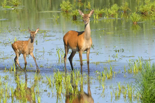 Cerf Rouge Avec Veau Dans Lac Matin — Photo