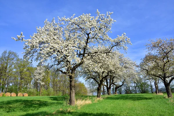 봄에는 나무와 과수원 — 스톡 사진