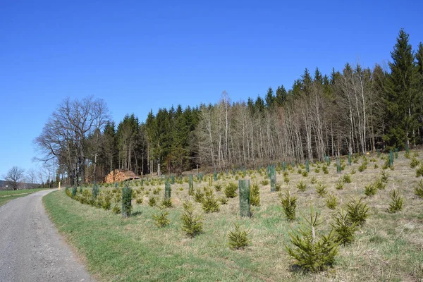 Reforestación Bosque Saxon — Foto de Stock