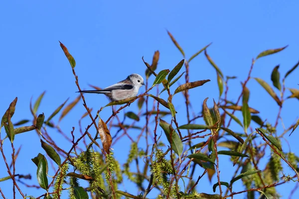 Teta Cola Larga Buscando Comida Árbol — Foto de Stock