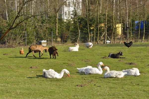 Granja Con Cabras Gallinas Gansos Imágenes de stock libres de derechos