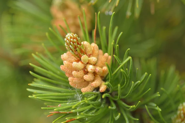 Pinaceae Con Cono Flor Imagen de archivo