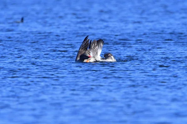 Greylag Husy Pár Jaře Jezírku — Stock fotografie