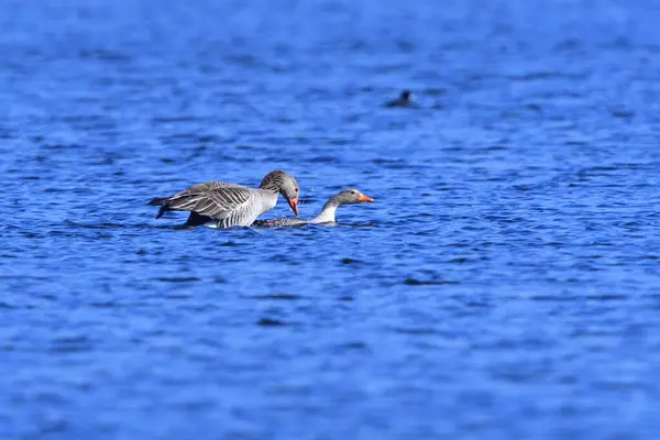 Pareja Gansos Greylag Primavera Estanque — Foto de Stock