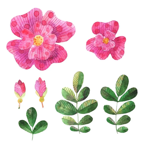 Aquarell stilisierte Hundsrosen Elemente Blumen, Blätter, Blütenknospen — Stockfoto