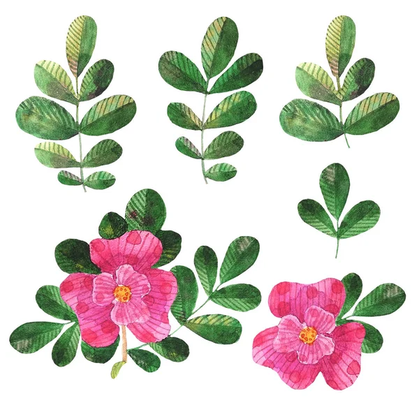 Suluboya şekillendirilmiş köpek gülleri çiçekler ve yapraklar.