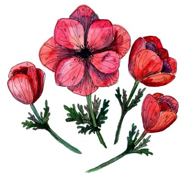 Kırmızı şakayık çiçek ve tomurcuklarının stilize edilmiş suluboya çizimi. Tasarımın için bir dizi narin el yapımı mercan çiçeği. Sevgililer Günü hatıraları için romantik illüstrasyon olarak kullanılabilir.