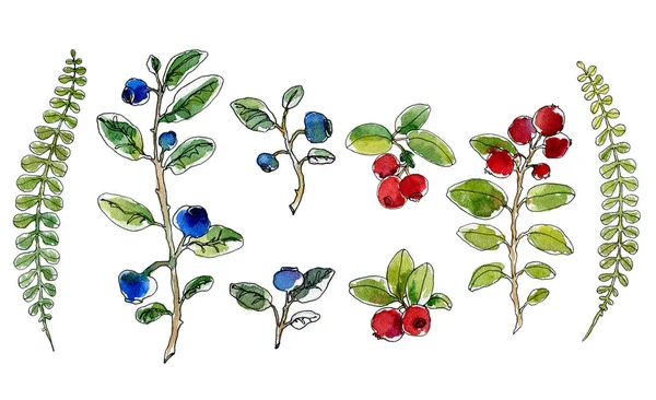 Set of hand-drawn watercolor sketch elements blueberries, lingonberries, fern, isolated — 스톡 사진