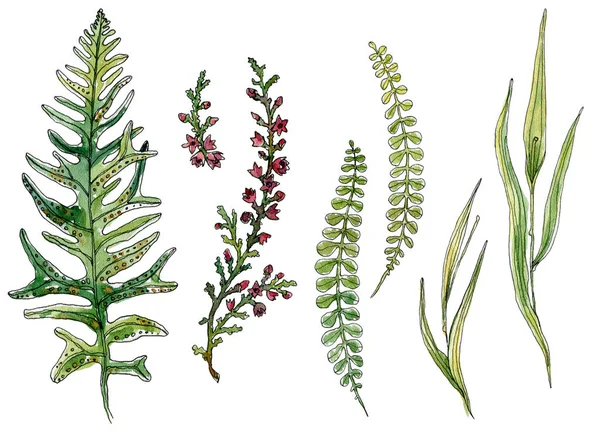 Set of hand-drawn watercolor sketch elements fern, grass, blooming heather isolated. —  Fotos de Stock