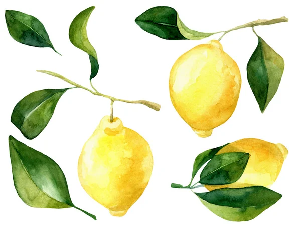 손으로 잡은 수 채색 레몬 위 레몬수 잎들은 따로 떨어져 있습니다. 노란색 감귤류 과일의 식물학적 인 삽화. 식품 포장 디자인의 이상 — 스톡 사진