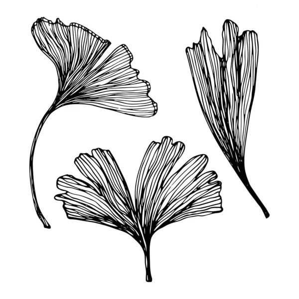 Set Ginkgo Biloba Leaf Hand Drawn Contour Line Vector Sketch — Stock Vector