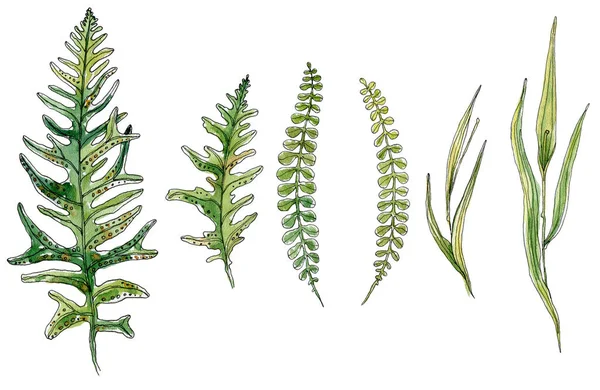 Set of hand-drawn watercolor sketch elements fern, grass isolated. —  Fotos de Stock