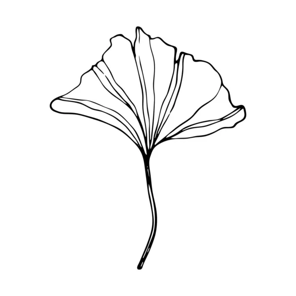 Hand Drawn Ginkgo Biloba Leave Vector Outline Ginkgo Leaf Floral — 스톡 벡터