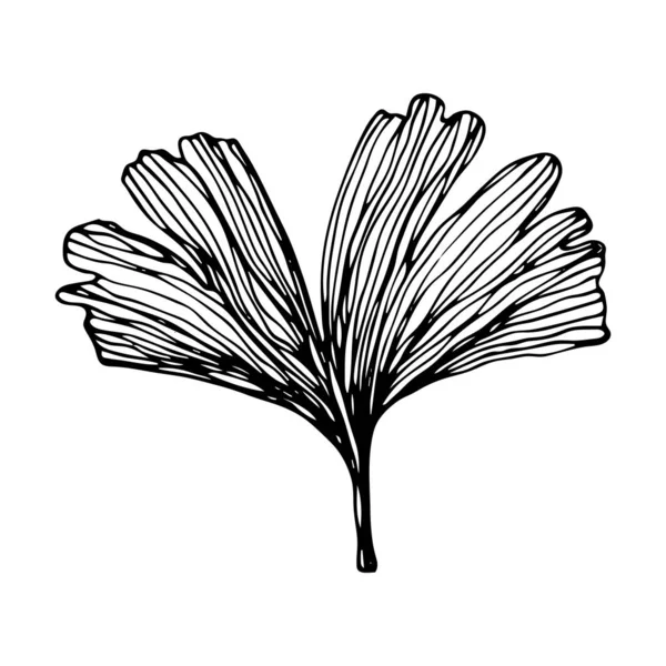 Hand Drawn Ginkgo Biloba Leave Vector Outline Ginkgo Leaf Floral — 스톡 벡터