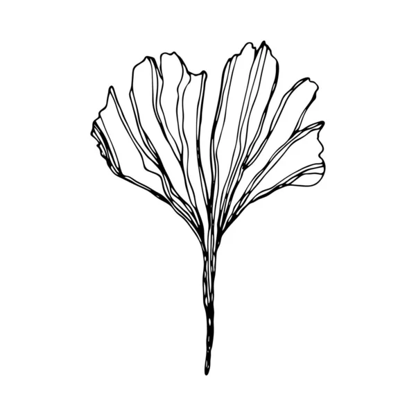 Hand drawn Ginkgo biloba leave. Vector outline ginkgo leaf. Floral exotic leave illustration for your design. — 스톡 벡터